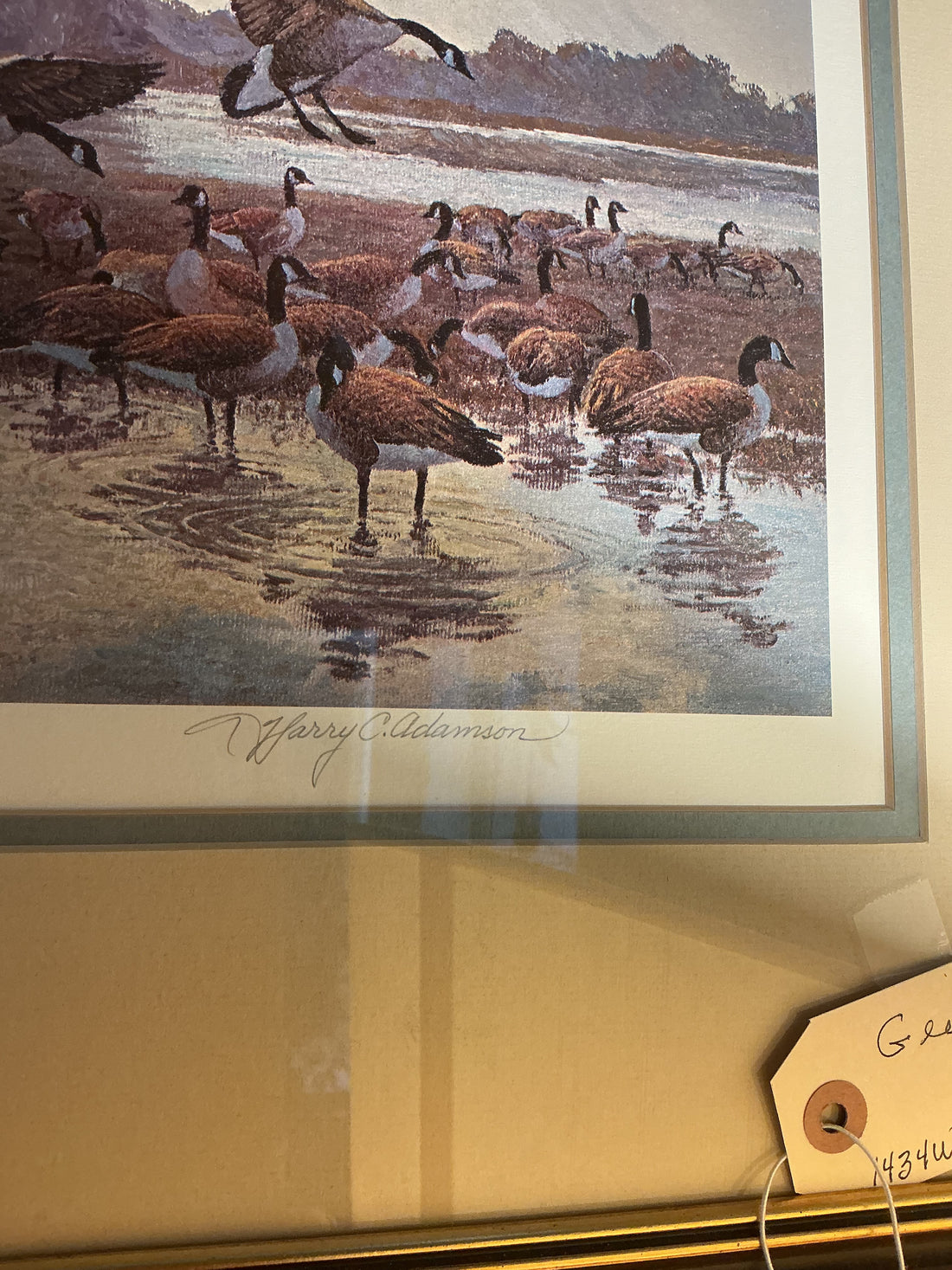 Geese picture
