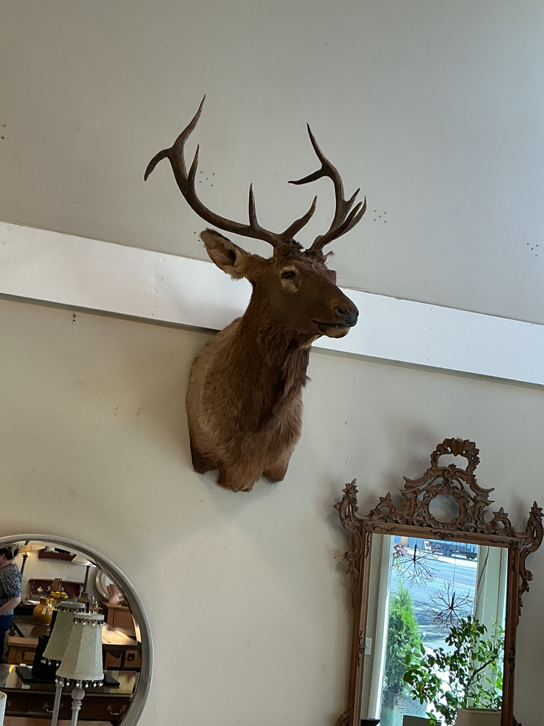 Vintage Elk Head Mount