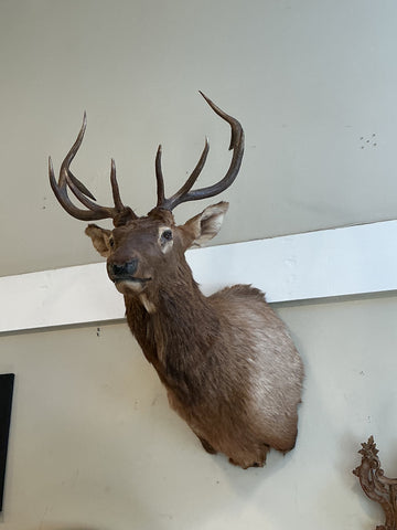 Vintage Elk Head Mount