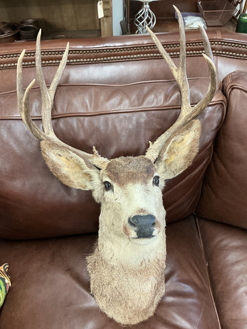 Taxidermy  shoulder mount of a mule deer buck