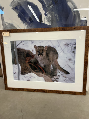 Mountain Lion Cub Framed Print